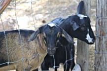 James Ranch Goats