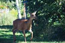 Rockaway Beach Deer